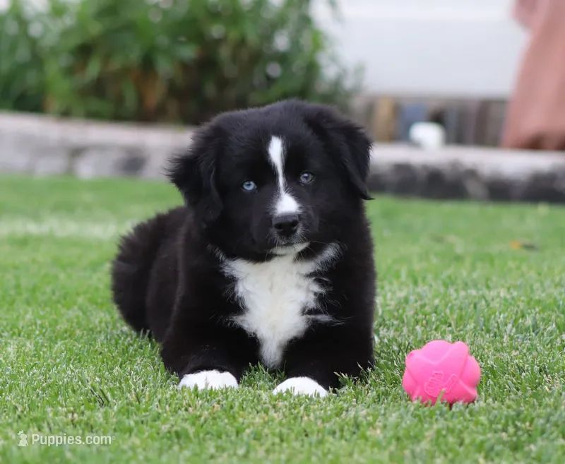 Medina BBM – Miniature Australian Shepherd puppy for sale in Delta, CO