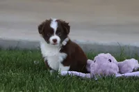 Fox, a female Toy Australian Shepherd for sale in Delta, CO – 2 of 3