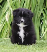 Medina BBF 2, a female Miniature Australian Shepherd for sale in Delta, CO – 3 of 4