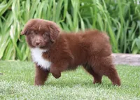 Medina RBF, a female Miniature Australian Shepherd for sale in Delta, CO – 3 of 4