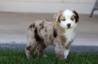 Mena, a female Toy Australian Shepherd for sale in Delta, CO – 2 of 4
