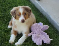Molly RMM, a male Miniature Australian Shepherd for sale in Delta, CO – 3 of 6