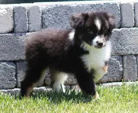 Laney BTM1, a male Toy Australian Shepherd for sale in Delta, CO – 3 of 3