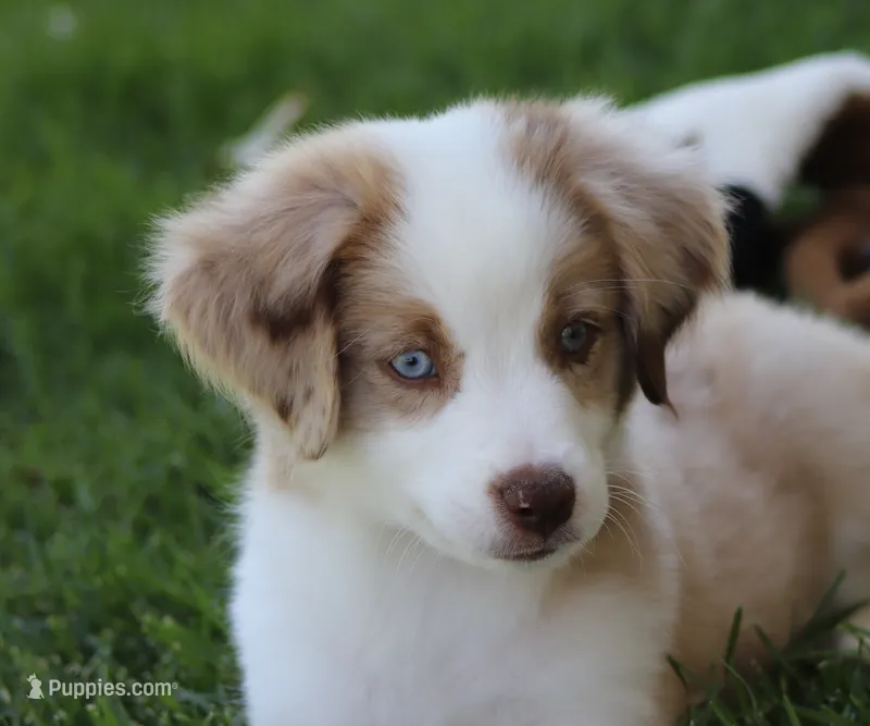 Laney RMM – Miniature Australian Shepherd puppy for sale in Delta, CO