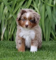 Fawn RMM, a male Toy Australian Shepherd for sale in Delta, CO – 3 of 6
