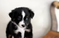 Stone, a male Toy Australian Shepherd for sale in Delta, CO – Photo 2 of 5