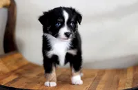 Stone, a male Toy Australian Shepherd for sale in Delta, CO – Photo 5 of 5