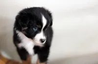 Stone, a male Toy Australian Shepherd for sale in Delta, CO – Photo 1 of 5