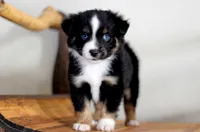 Stone, a male Toy Australian Shepherd for sale in Delta, CO – Photo 4 of 5