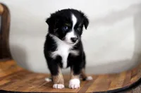 Stone, a male Toy Australian Shepherd for sale in Delta, CO – Photo 3 of 5