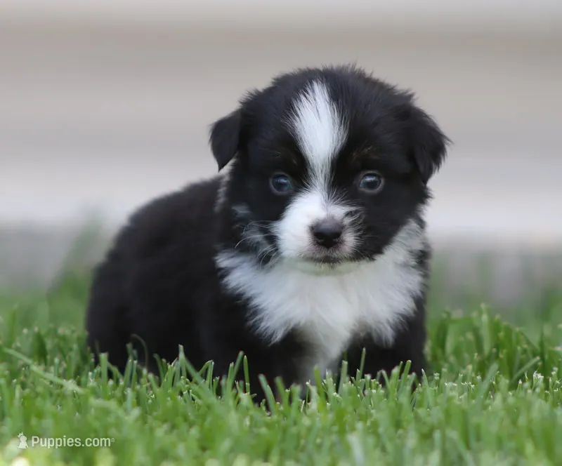 Laney BTM2 – Miniature Australian Shepherd puppy for sale in Delta, CO