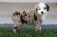 Mena, a female Toy Australian Shepherd for sale in Delta, CO – 3 of 4