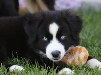Laney BBM, a male Miniature Australian Shepherd for sale in Delta, CO – 3 of 6