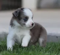 Laney BMF 3, a female Miniature Australian Shepherd for sale in Delta, CO – 2 of 4