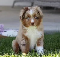 Fawn RMM, a male Toy Australian Shepherd for sale in Delta, CO – 1 of 6