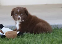 Boots RBF, a female Toy Australian Shepherd for sale in Delta, CO – 2 of 4