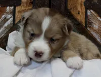 Blue RMM 2, a male Miniature Australian Shepherd for sale in Delta, CO – Photo 3 of 8
