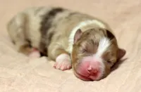 Blue RMM 2, a male Miniature Australian Shepherd for sale in Delta, CO – Photo 7 of 8