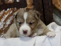 Blue RMM 2, a male Miniature Australian Shepherd for sale in Delta, CO – Photo 4 of 8