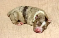 Blue RMM 2, a male Miniature Australian Shepherd for sale in Delta, CO – Photo 6 of 8