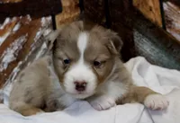 Blue RMM 2, a male Miniature Australian Shepherd for sale in Delta, CO – Photo 1 of 8