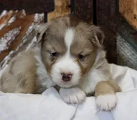 Blue RMM 2, a male Miniature Australian Shepherd for sale in Delta, CO – Photo 2 of 8