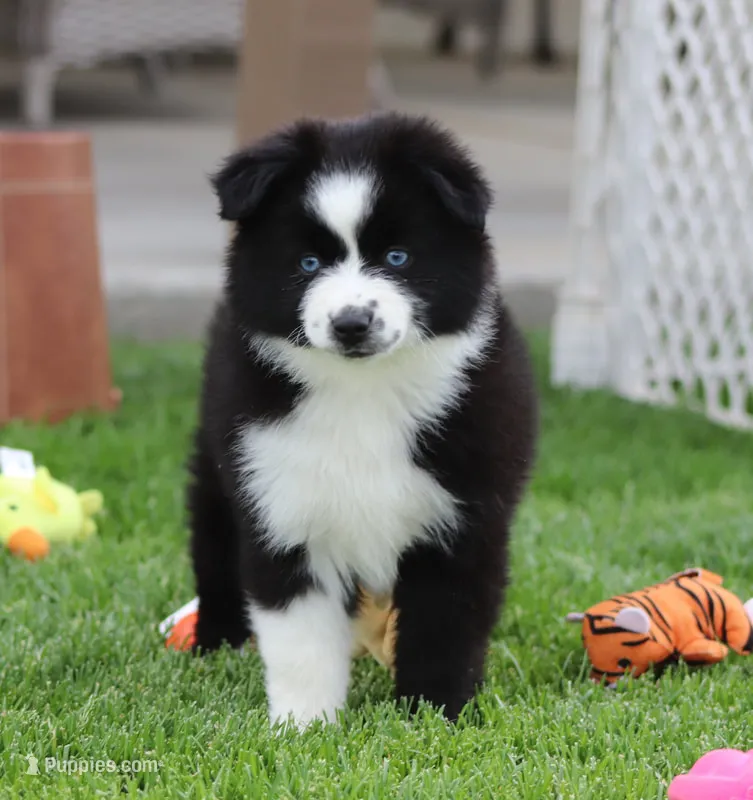 Medina BBF 3 – Miniature Australian Shepherd puppy for sale in Delta, CO