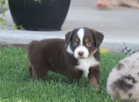 Molly RTM, a male Miniature Australian Shepherd for sale in Delta, CO – 4 of 5
