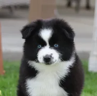 Medina BBF 3, a female Miniature Australian Shepherd for sale in Delta, CO – 4 of 4