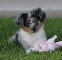 Snip BMF, a female Miniature Australian Shepherd for sale in Delta, CO – 3 of 8