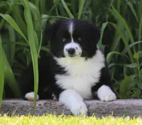 Boots BBM, a male Toy Australian Shepherd for sale in Delta, CO – 2 of 4