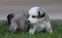 Laney BMF1, a female Miniature Australian Shepherd for sale in Delta, CO – 2 of 4