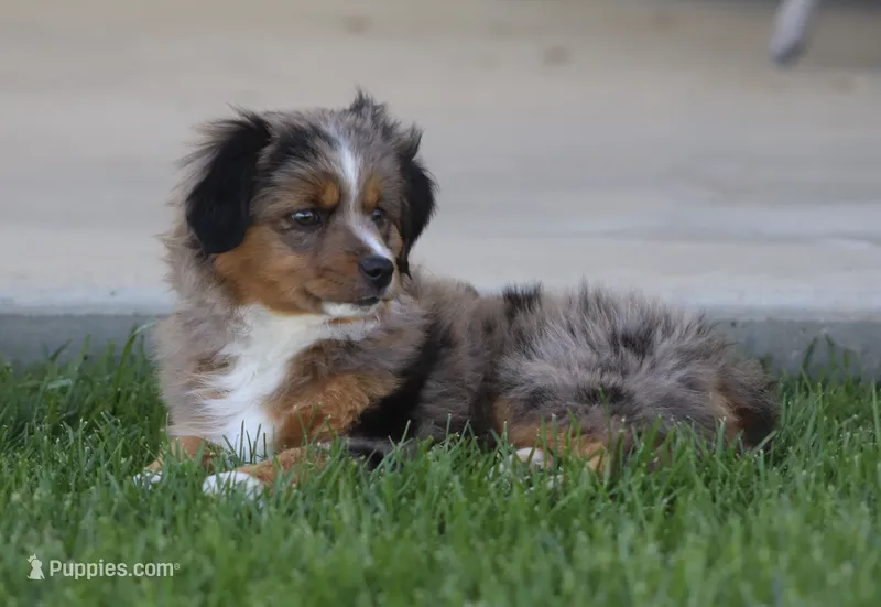 Boots BMF – Toy Australian Shepherd puppy for sale in Delta, CO