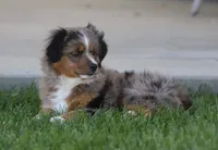 Boots BMF, a female Toy Australian Shepherd for sale in Delta, CO – 1 of 5