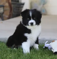 Boots BBM, a male Toy Australian Shepherd for sale in Delta, CO – 3 of 4