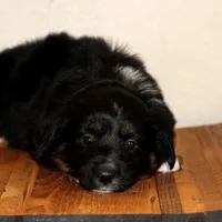 Yeti, a male Miniature Australian Shepherd for sale in Delta, CO – Photo 5 of 7
