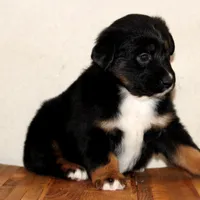 Yeti, a male Miniature Australian Shepherd for sale in Delta, CO – Photo 4 of 7
