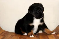 processed/d05ed23b-1a5e-4362-8a3b-8e91a07c8eb1/listing/d64be356-7b2f-499d-994e-1adb98598a7b/3384ea9a-35bc-4333-ab96-efed599c44bd