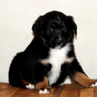 Yeti, a male Miniature Australian Shepherd for sale in Delta, CO – Photo 6 of 7