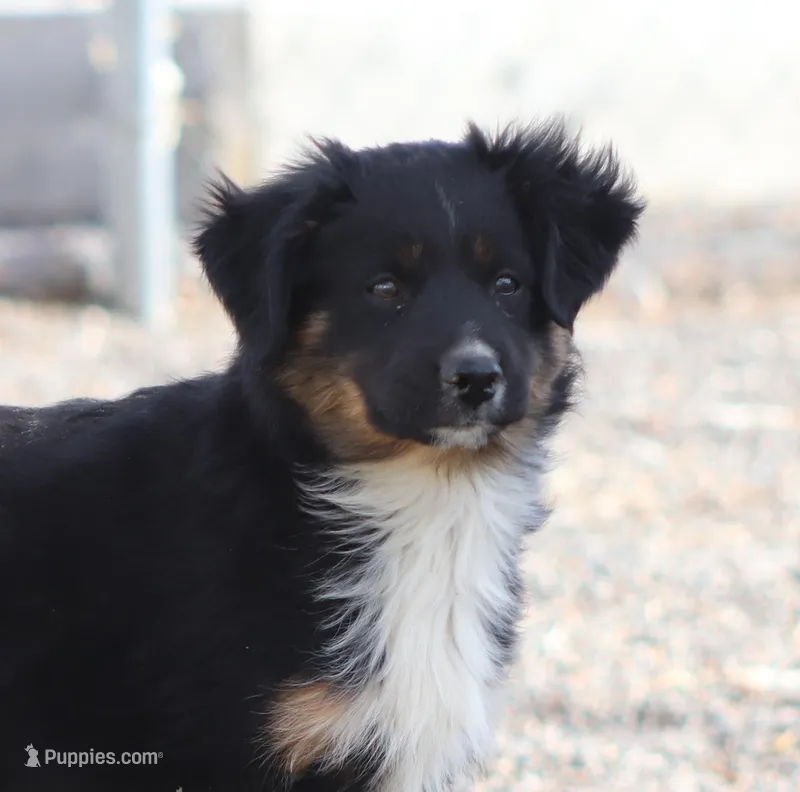 Yeti – Miniature Australian Shepherd puppy for sale in Delta, CO