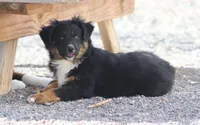 Yeti, a male Miniature Australian Shepherd for sale in Delta, CO – 5 of 9