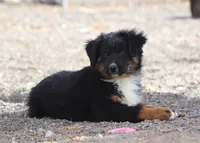 Yeti, a male Miniature Australian Shepherd for sale in Delta, CO – 3 of 9