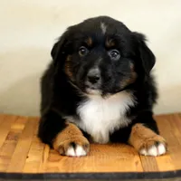 Yeti, a male Miniature Australian Shepherd for sale in Delta, CO – Photo 1 of 7