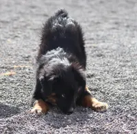 Yeti, a male Miniature Australian Shepherd for sale in Delta, CO – 4 of 9