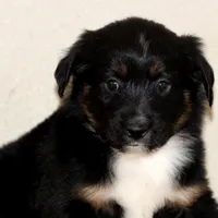 Yeti, a male Miniature Australian Shepherd for sale in Delta, CO – Photo 2 of 7