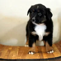 Yeti, a male Miniature Australian Shepherd for sale in Delta, CO – Photo 7 of 7