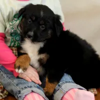 Yeti, a male Miniature Australian Shepherd for sale in Delta, CO – Photo 3 of 7
