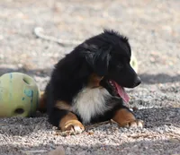 Yeti, a male Miniature Australian Shepherd for sale in Delta, CO – 6 of 9