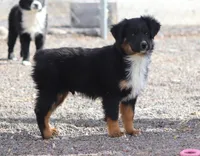 Yeti, a male Miniature Australian Shepherd for sale in Delta, CO – 2 of 9