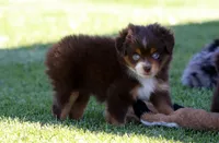 Kiara, a female Toy Australian Shepherd for sale in Delta, CO – 2 of 4